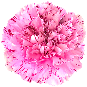 Colombian Sim Carnations - Yukari Oscuro | All In Season