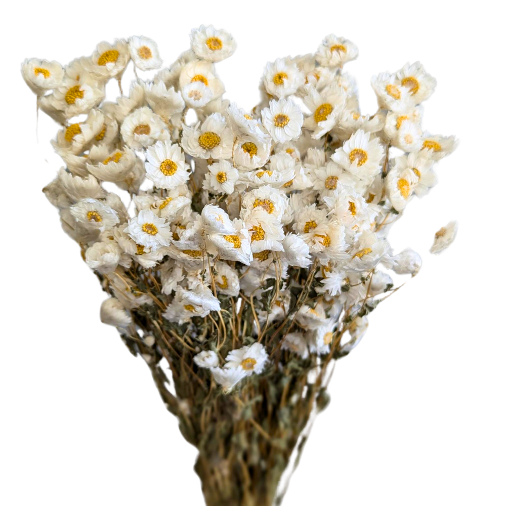 Wholesale Dried Daisy White