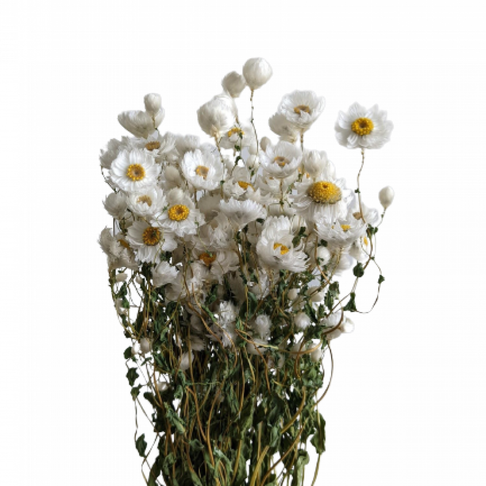 Wholesale Dried Daisy White