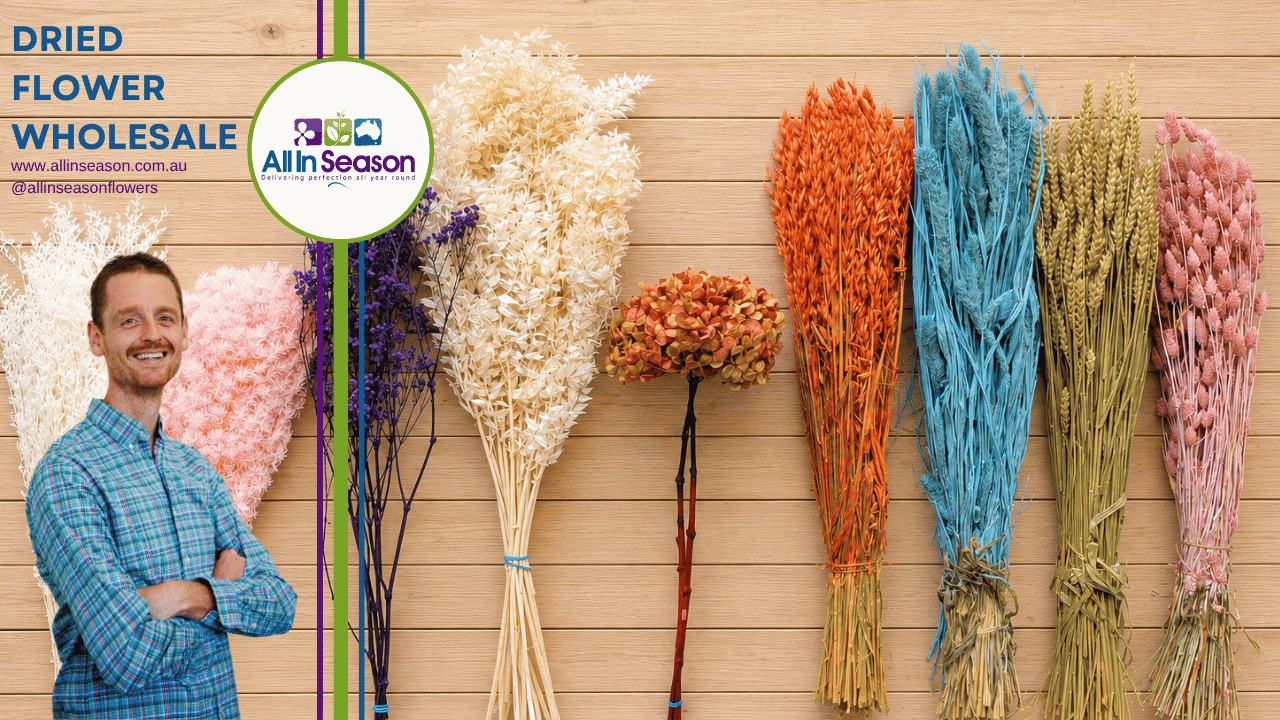 Bulk Dried Flowers with stems - A florists Buyers Guide by All Inseason Australia