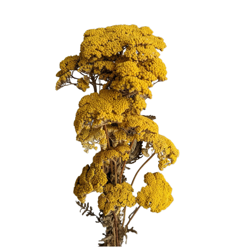 A floral bunch of Preserved Achillea Natural Yellow Flowers | Also known as Achillea filipendulina