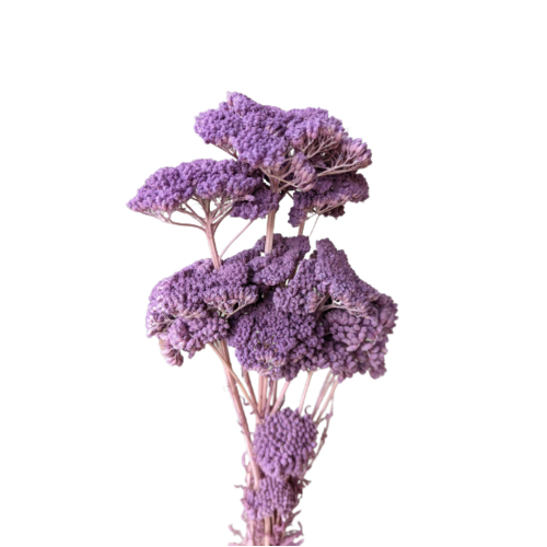 A floral bunch of Preserved Achillea Lavender Flowers | Also known as Achillea filipendulina