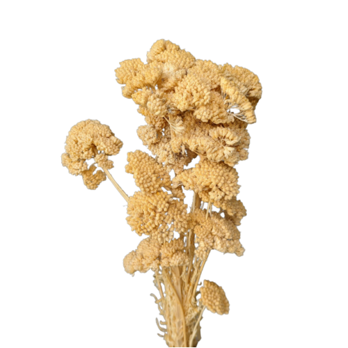 Buy Achillea, 70cm, Pastel Yellow wholesale | All InSeason Australia's leading dried flower wholesaler. Same day packout, 350 5-star reviews.