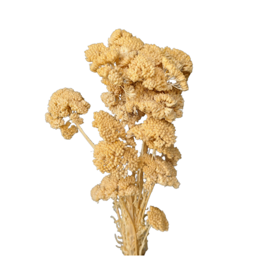 Buy Dried Flower Wholesale Achillea, 70cm, diameter Approx. 3-7 cm, Pastel Yellow - by All In Season