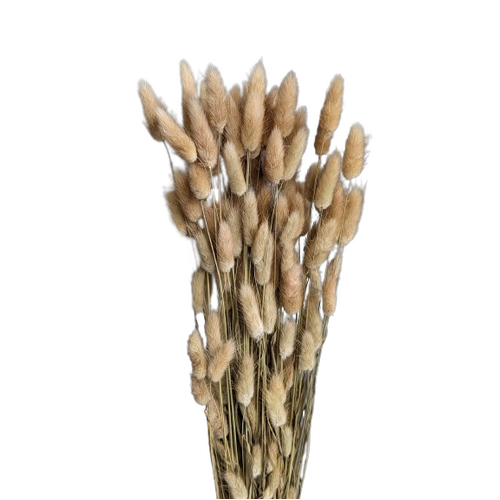 A floral bunch of Preserved Bunny Tails Natural Flowers | Also known as Lagurus ovatus