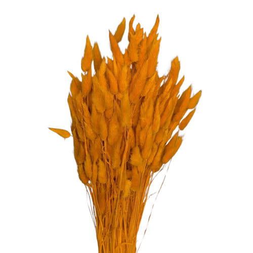 A floral bunch of Preserved Bunny Tails Orange Flowers | Also known as Lagurus ovatus