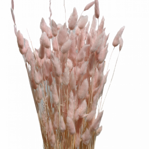 A floral bunch of Preserved Bunny Tails Pale Pink Flowers | Also known as Lagurus ovatus