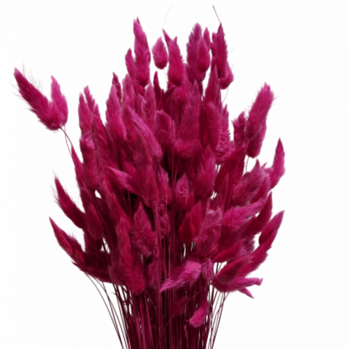 A floral bunch of Preserved Bunny Tails Hot Pink Flowers | Also known as Lagurus ovatus