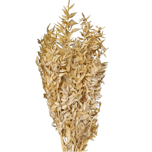 Buy Dried Flower Wholesale Ruscus, XL, 70-80cm, 150grs, Sand - by All In Season