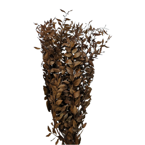 Buy Ruscus, 70-80cm, 150grs, Brown wholesale | All InSeason Australia's leading dried flower wholesaler. Same day packout, 350 5-star reviews.