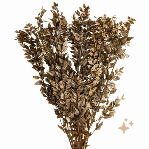 Preserved Ruscus, 10 stems, 70cm, Brown everlasting flowers for all occasions.