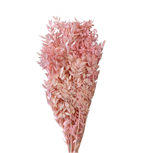 Buy Ruscus, 70-80cm, 150grs, Pink wholesale | All InSeason Australia's leading dried flower wholesaler. Same day packout, 350 5-star reviews.