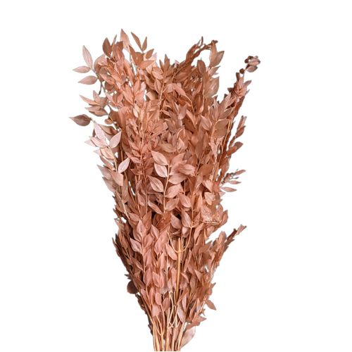 Buy Ruscus, 70-80cm, 150grs, Dusty Pink wholesale | All InSeason Australia's leading dried flower wholesaler. Same day packout, 350 5-star reviews.