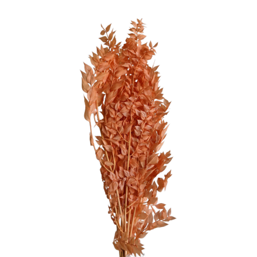 Buy Dried Flower Wholesale Ruscus, XL, 70-80cm, 150grs, Peachy Orange - by All In Season