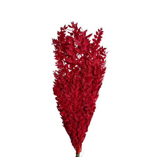 Buy Ruscus, 70-80cm, 150grs, Red wholesale | All InSeason Australia's leading dried flower wholesaler. Same day packout, 350 5-star reviews.