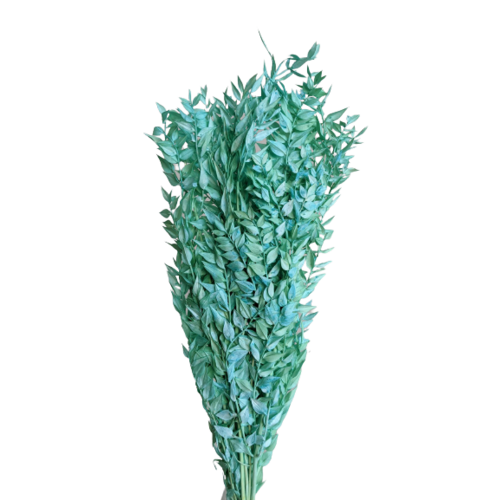 Buy Dried Flower Wholesale Ruscus, XL, 70-80cm, 150grs, Turquoise - by All In Season