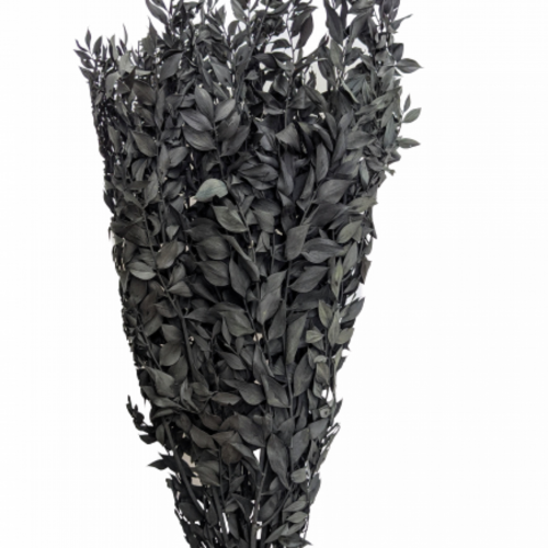 Buy Ruscus, 70-80cm, 150grs, Black wholesale | All InSeason Australia's leading dried flower wholesaler. Same day packout, 350 5-star reviews.