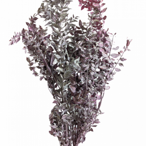 Buy Dried Flower Wholesale Coated Ruscus, XL, 70-80cm, Rustic Pink - by All In Season