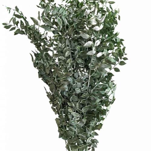 Buy Coated Ruscus, XL, 70-80cm, Rustic Green wholesale | All InSeason Australia's leading dried flower wholesaler. Same day packout, 350 5-star reviews.