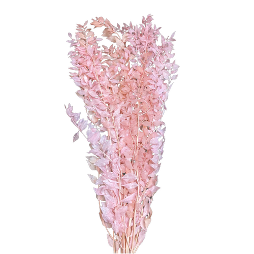 Buy Ruscus Selvatico, 70cm, 5 stems, Pink wholesale | All InSeason Australia's leading dried flower wholesaler. Same day packout, 350 5-star reviews.