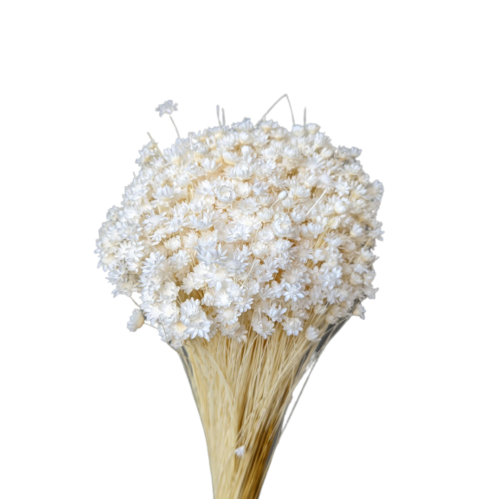 A floral bunch of Preserved Springstar Flower White Flowers