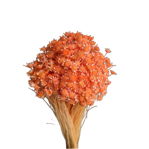 Buy Spring star flowers, 50cm, Peachy Orange wholesale | All InSeason Australia's leading dried flower wholesaler. Same day packout, 350 5-star reviews.