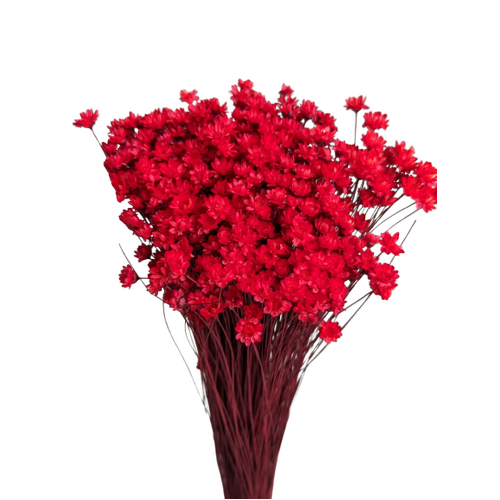 Buy Spring star flowers, 50cm, 50grams, Red wholesale | All InSeason Australia's leading dried flower wholesaler. Same day packout, 350 5-star reviews.