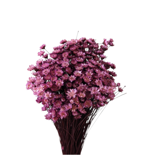 Buy Dried Flower Wholesale Spring star flowers, 50cm, 50grams, Hot Pink - by All In Season
