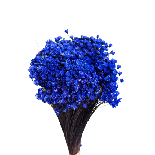 Buy Spring star flowers, 50cm, 50grams, Dark Blue wholesale | All InSeason Australia's leading dried flower wholesaler. Same day packout, 350 5-star reviews.