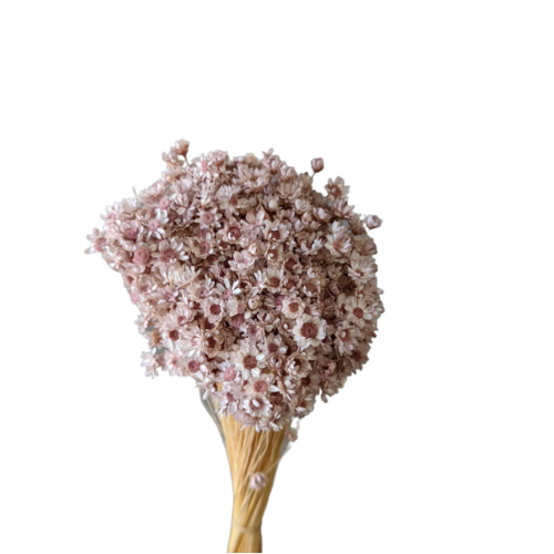A floral bunch of Preserved Springstar Flower Pink Flowers