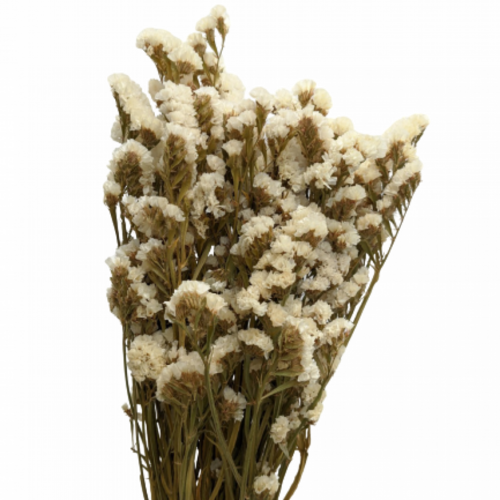 Buy Statice Sinuata, 100 grs, 60cm, White wholesale | All InSeason Australia's leading dried flower wholesaler. Same day packout, 350 5-star reviews.