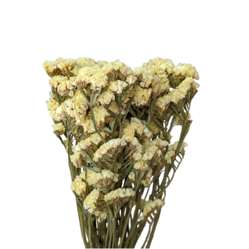 Dried Statice View our range of everlasting Statice
