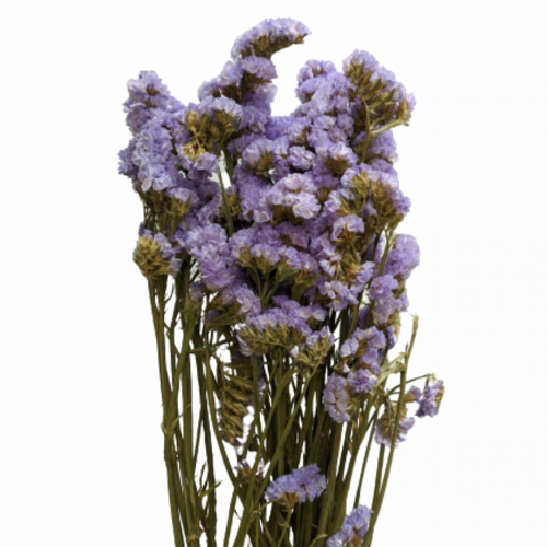 A floral bunch of Dried Statice Sinuata, Lavender | Also known as Limonium
