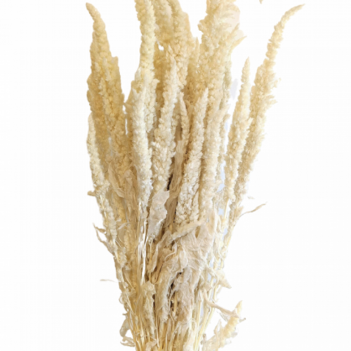 A floral bunch of Preserved Standing Amaranthus White Flowers