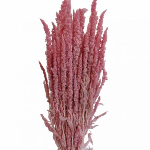 A floral bunch of Preserved Standing Amaranthus Pink Flowers