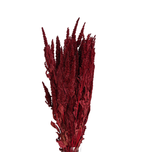 Buy Dried Flower Wholesale Preserved Amaranthus, 40/50 cm. Burgundy (standing) - by All In Season