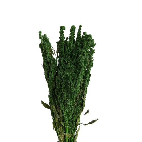 Buy Standing Amaranthus, 40cm - Green wholesale | All InSeason Australia's leading dried flower wholesaler. Same day packout, 350 5-star reviews.
