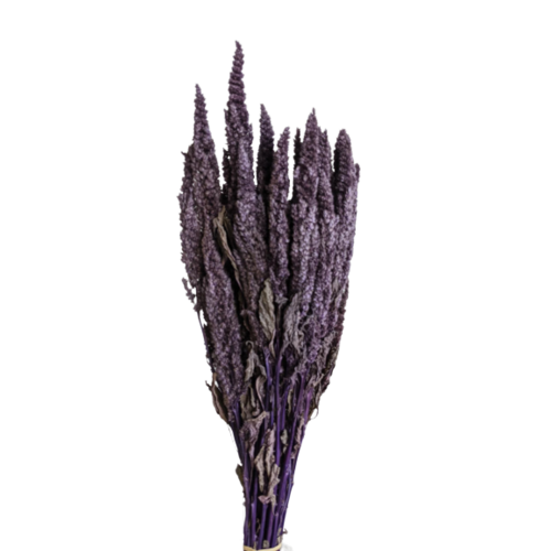 Buy Dried Flower Wholesale Preserved Amaranthus, 40/50 cm. Mauve (standing) - by All In Season