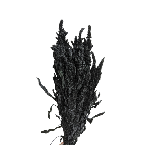 Buy Dried Flower Wholesale Preserved Amaranthus, 40/50 cm. Black (standing) - by All In Season