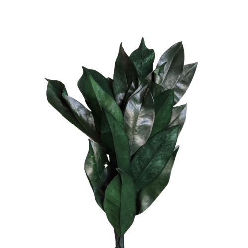 Buy Dried Flower Wholesale Magnolia, ± 60cm, Green - by All In Season