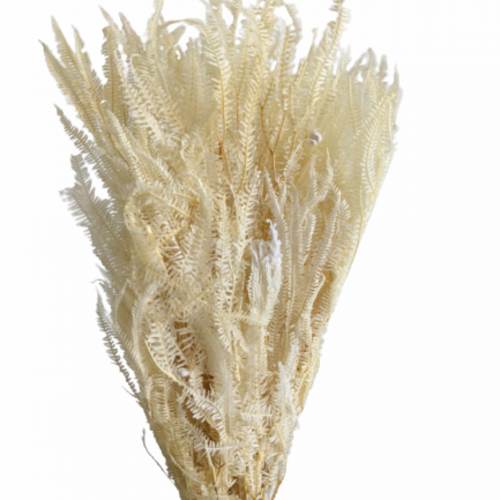 Buy Dried Flower Wholesale Helecho Fern, 3+ stems, 60-80cm, Creamy White - by All In Season