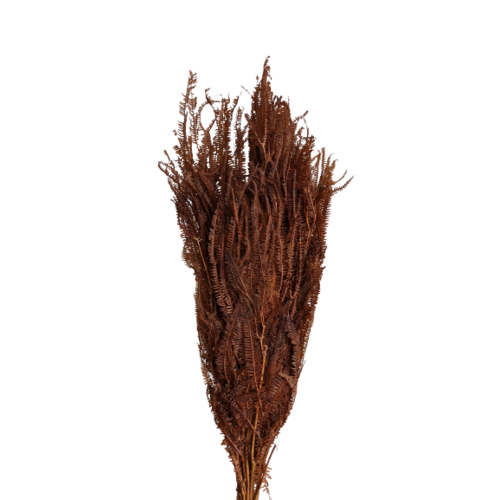 Buy Dried Flower Wholesale Helecho Fern, 3+ stems, 60-80cm, Pastel, Brown - by All In Season