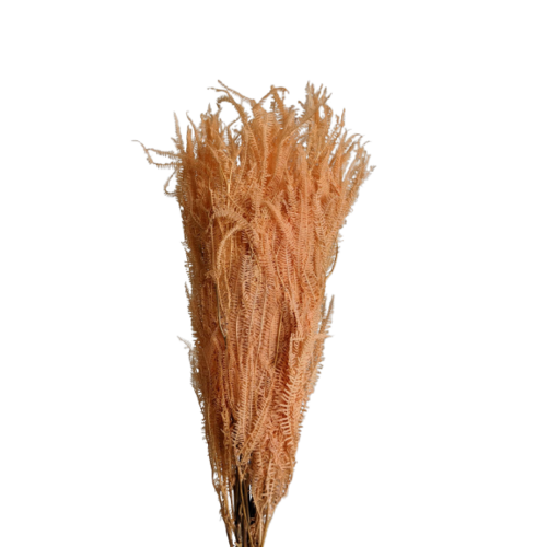 Buy Helecho Fern, 20 stems, 60cm, Peachy Orange wholesale | All InSeason Australia's leading dried flower wholesaler. Same day packout, 350 5-star reviews.