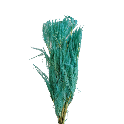 Buy Helecho Fern, 20 stems, 60cm, Turquoise wholesale | All InSeason Australia's leading dried flower wholesaler. Same day packout, 350 5-star reviews.
