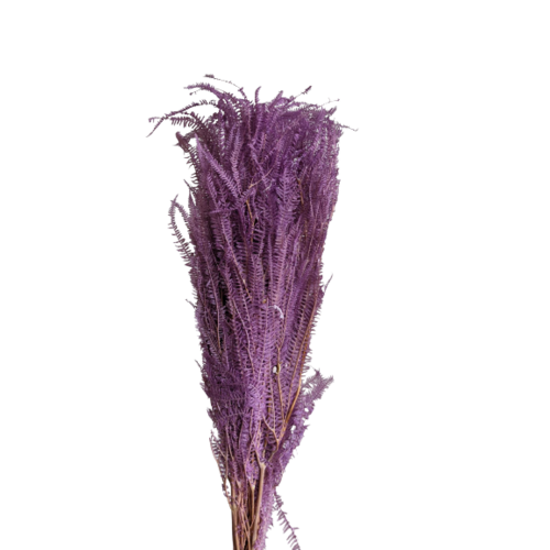 Buy Dried Flower Wholesale Helecho Fern, 3+ stems, 60-80cm, Pastel, Purple - by All In Season