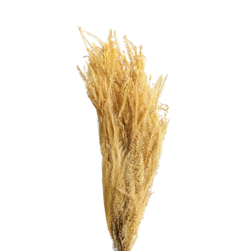 Buy Dried Flower Wholesale Helecho Fern, 3+ stems, 60-80cm, Pastel, Yellow - by All In Season