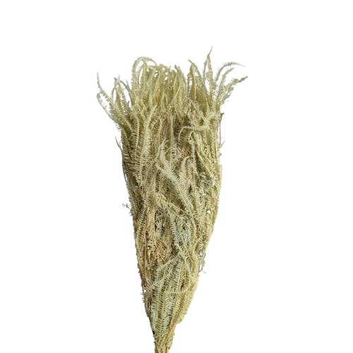 Buy Dried Flower Wholesale Helecho Fern, 3+ stems, 60-80 cm, Pastel Green - by All In Season