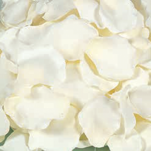Buy Dried Flower Wholesale Artificial Rose Petals, 250 per bag, White - by All In Season
