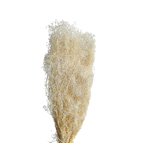 Buy Gypsophila Mini, 50cm, 100grs, Off White wholesale | All InSeason Australia's leading dried flower wholesaler. Same day packout, 350 5-star reviews.