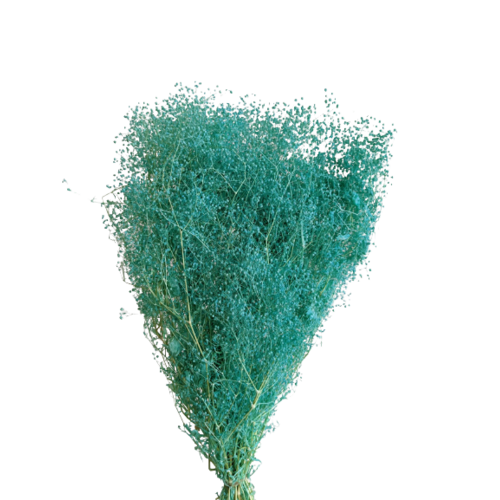 Buy Dried Flower Wholesale Gyp Mini, 50cm, 100grs, Pastel, Turquoise - by All In Season